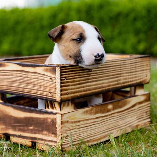 Hundeauslaufgebiet-Thorsten Ophey Fotografie-Bild