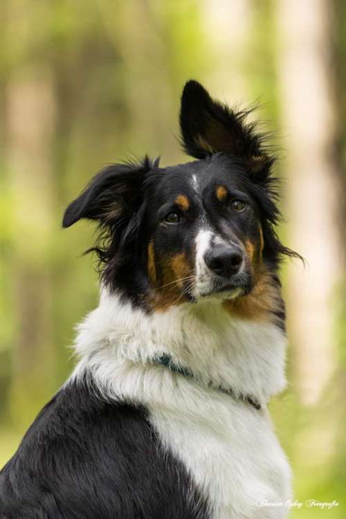 Hundeauslaufgebiet-Thorsten Ophey Fotografie-Bild