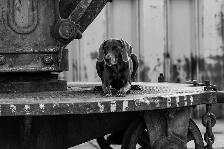 Hundeauslaufgebiet-Thorsten Ophey Fotografie-Bild