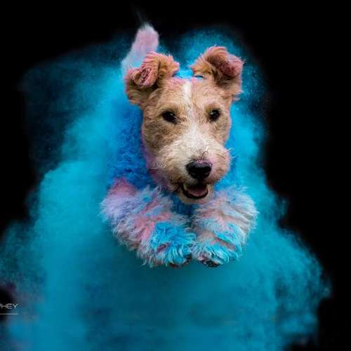 Hundeauslaufgebiet-Thorsten Ophey Fotografie-Bild