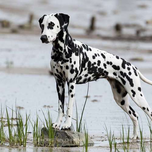 Hundeauslaufgebiet-Thorsten Ophey Fotografie-Bild