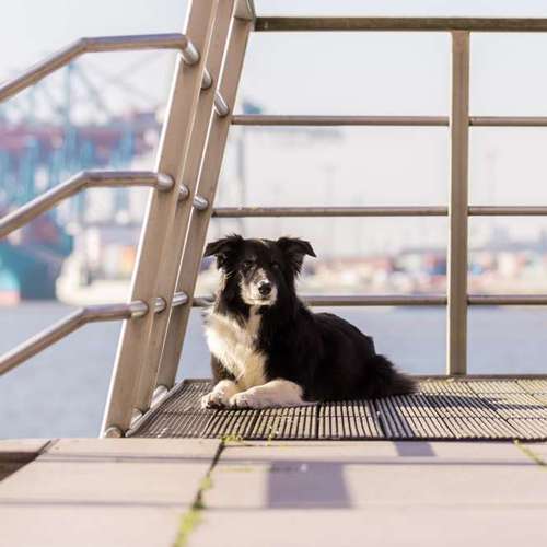 Hundeauslaufgebiet-Thorsten Ophey Fotografie-Bild