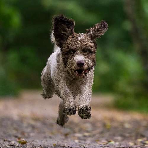 Hundeauslaufgebiet-Thorsten Ophey Fotografie-Bild