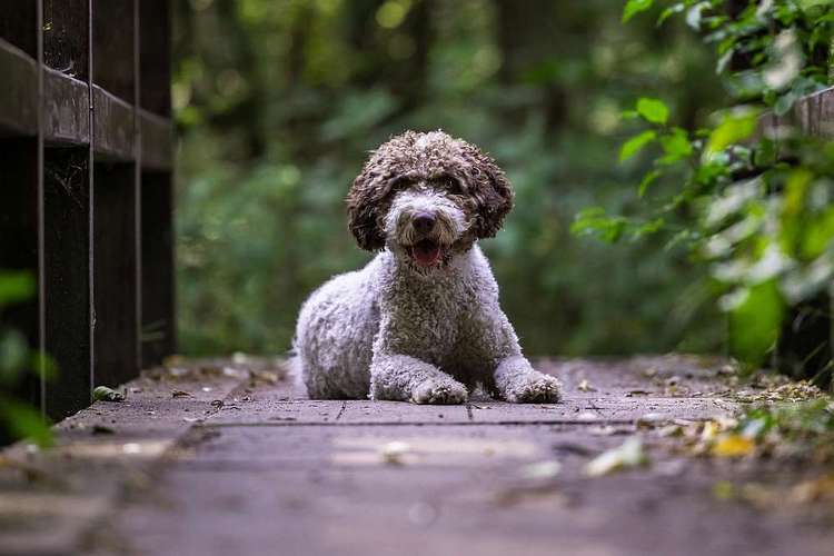 Hundeauslaufgebiet-Thorsten Ophey Fotografie-Bild