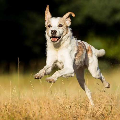 Hundeauslaufgebiet-Thorsten Ophey Fotografie-Bild