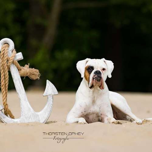 Hundeauslaufgebiet-Thorsten Ophey Fotografie-Bild