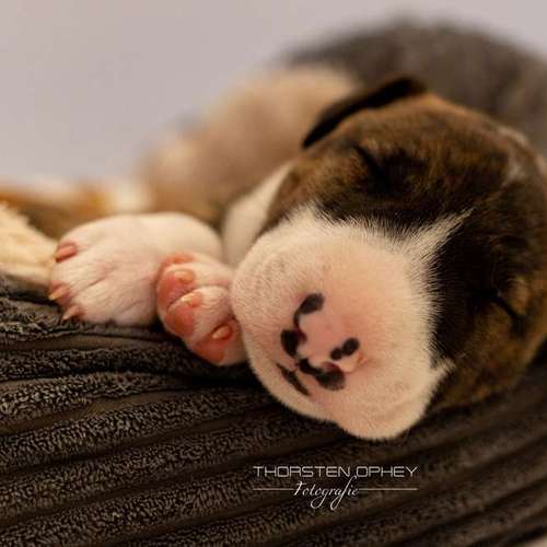Hundeauslaufgebiet-Thorsten Ophey Fotografie-Bild