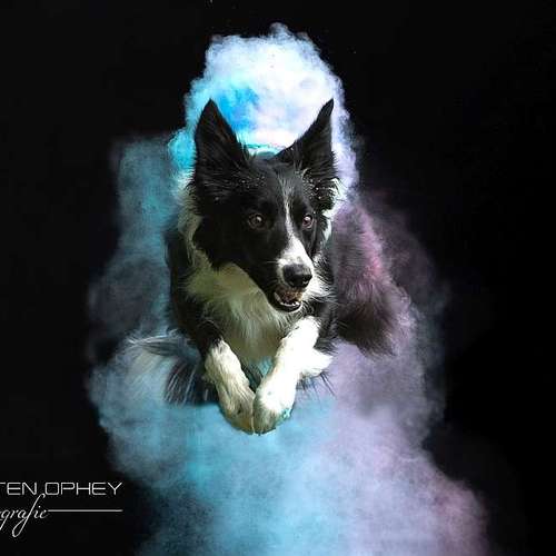 Hundeauslaufgebiet-Thorsten Ophey Fotografie-Bild