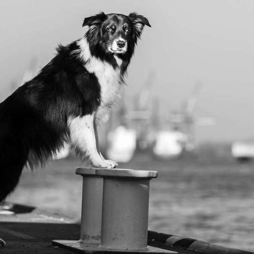 Hundeauslaufgebiet-Thorsten Ophey Fotografie-Bild