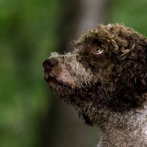 Hundeauslaufgebiet-Thorsten Ophey Fotografie-Bild