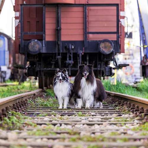 Hundeauslaufgebiet-Thorsten Ophey Fotografie-Bild