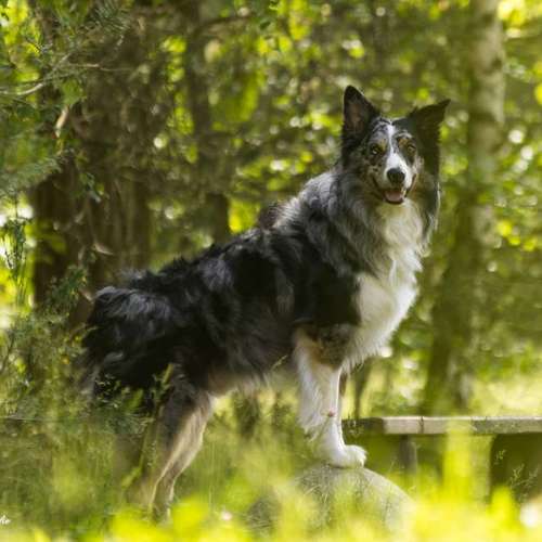 Hundeauslaufgebiet-Thorsten Ophey Fotografie-Bild