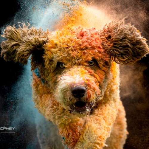 Hundeauslaufgebiet-Thorsten Ophey Fotografie-Bild