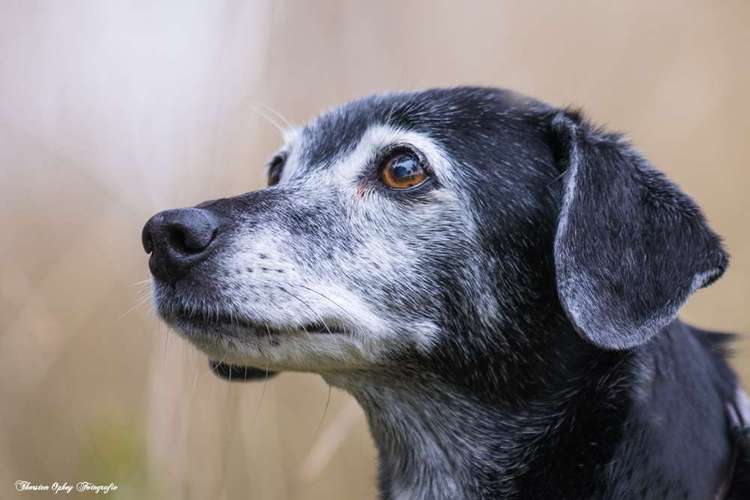 Hundeauslaufgebiet-Thorsten Ophey Fotografie-Bild
