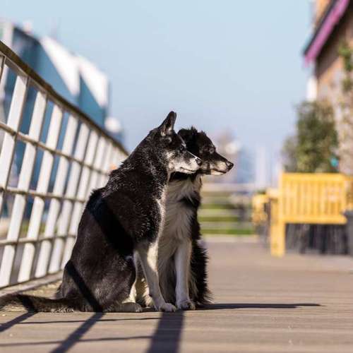 Hundeauslaufgebiet-Thorsten Ophey Fotografie-Bild