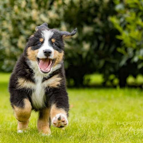 Hundeauslaufgebiet-Thorsten Ophey Fotografie-Bild