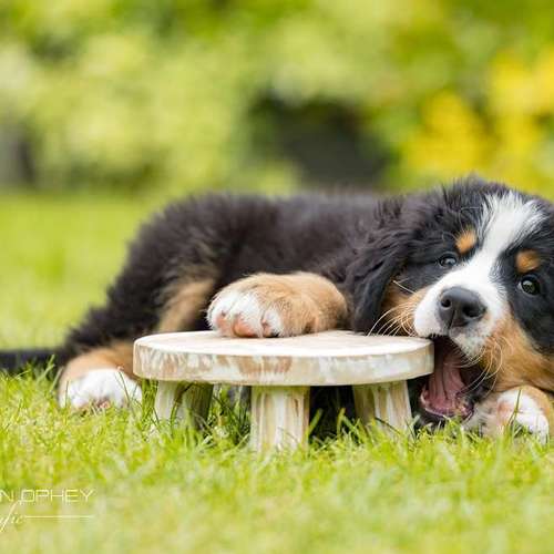 Hundeauslaufgebiet-Thorsten Ophey Fotografie-Bild