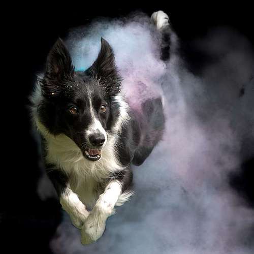 Hundeauslaufgebiet-Thorsten Ophey Fotografie-Bild