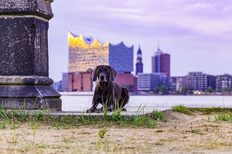 Hundeauslaufgebiet-Thorsten Ophey Fotografie-Bild