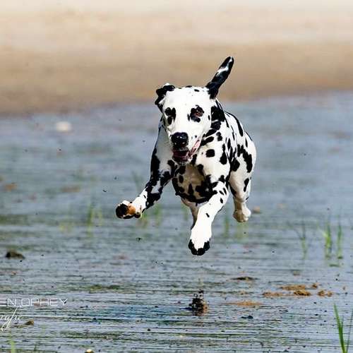 Hundeauslaufgebiet-Thorsten Ophey Fotografie-Bild