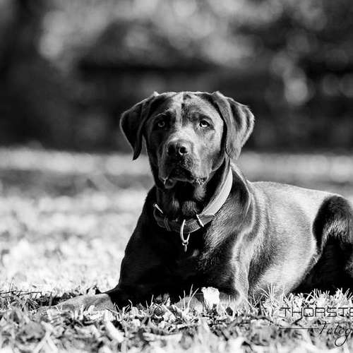 Hundeauslaufgebiet-Thorsten Ophey Fotografie-Bild