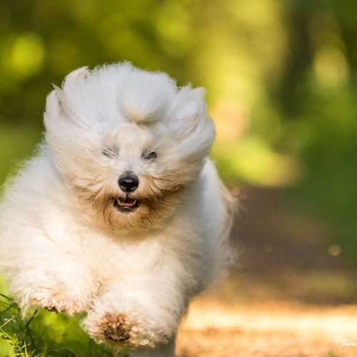 Hundeauslaufgebiet-Thorsten Ophey Fotografie-Bild
