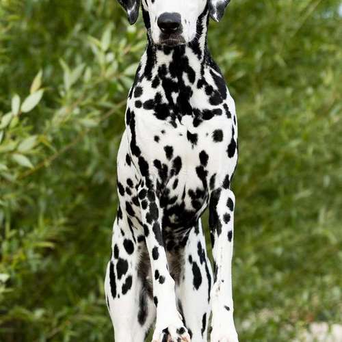 Hundeauslaufgebiet-Thorsten Ophey Fotografie-Bild