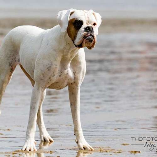 Hundeauslaufgebiet-Thorsten Ophey Fotografie-Bild