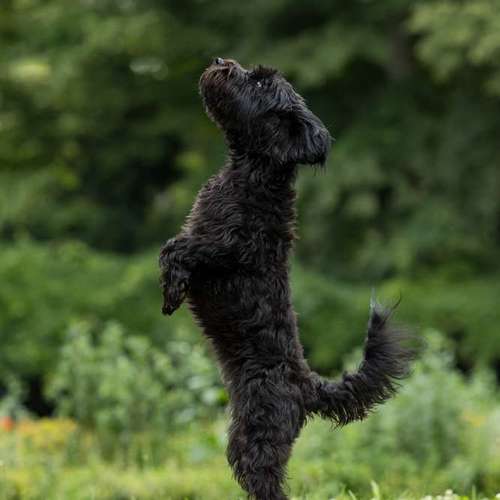 Hundeauslaufgebiet-Thorsten Ophey Fotografie-Bild