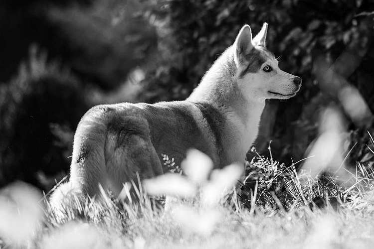 Hundeauslaufgebiet-Thorsten Ophey Fotografie-Bild