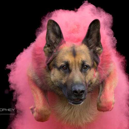 Hundeauslaufgebiet-Thorsten Ophey Fotografie-Bild