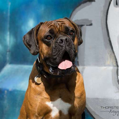 Hundeauslaufgebiet-Thorsten Ophey Fotografie-Bild