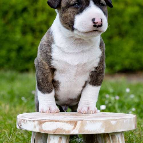 Hundeauslaufgebiet-Thorsten Ophey Fotografie-Bild