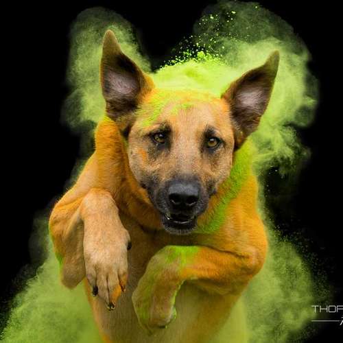 Hundeauslaufgebiet-Thorsten Ophey Fotografie-Bild