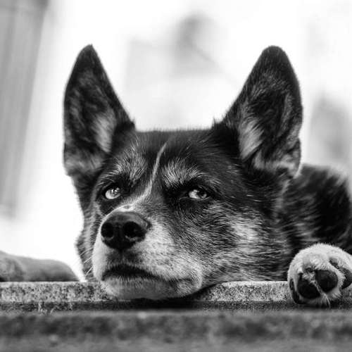 Hundeauslaufgebiet-Thorsten Ophey Fotografie-Bild