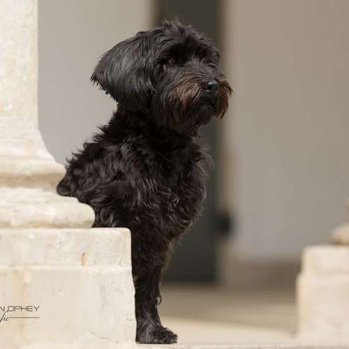 Hundeauslaufgebiet-Thorsten Ophey Fotografie-Bild