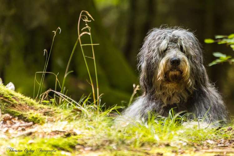Hundeauslaufgebiet-Thorsten Ophey Fotografie-Bild