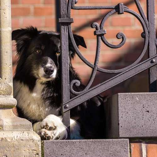 Hundeauslaufgebiet-Thorsten Ophey Fotografie-Bild