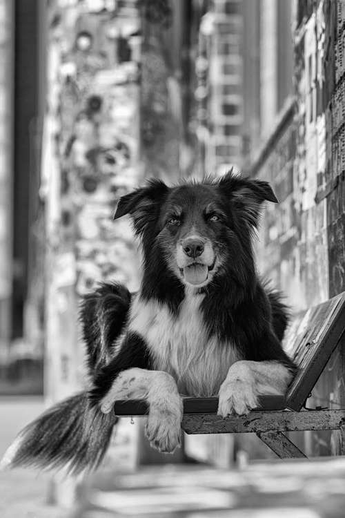Hundeauslaufgebiet-Thorsten Ophey Fotografie-Bild