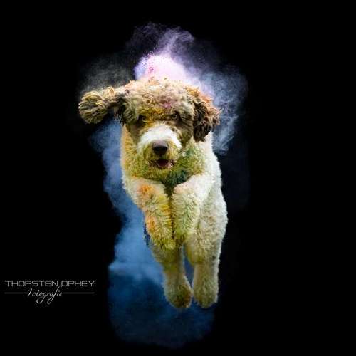 Hundeauslaufgebiet-Thorsten Ophey Fotografie-Bild