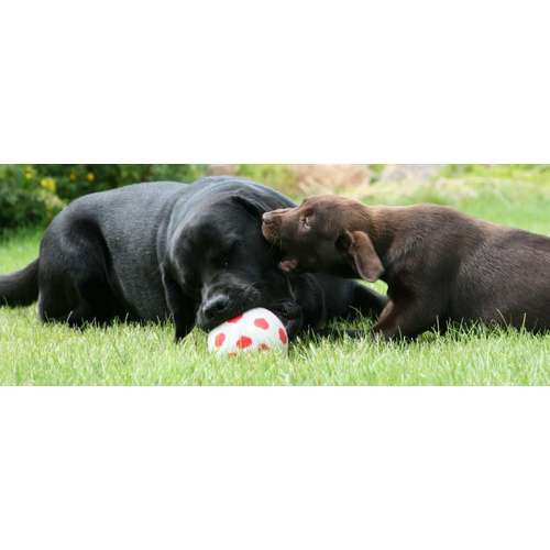 Hundeauslaufgebiet-DogRounder Hundetraining-Bild