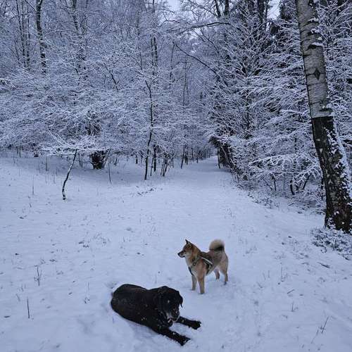 Hundeauslaufgebiet-DogRounder Hundetraining-Bild