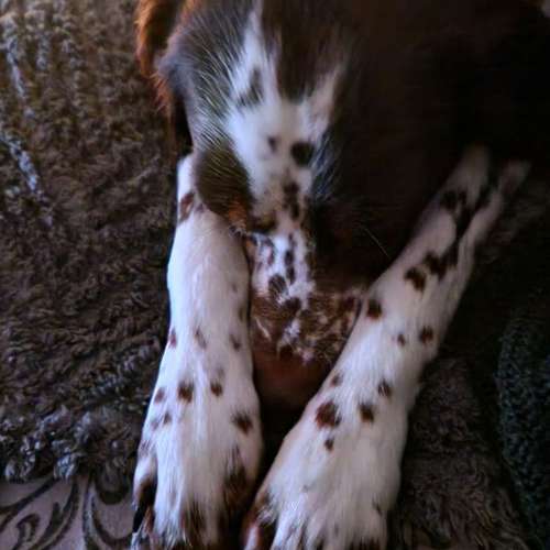 Hundeauslaufgebiet-DogRounder Hundetraining-Bild