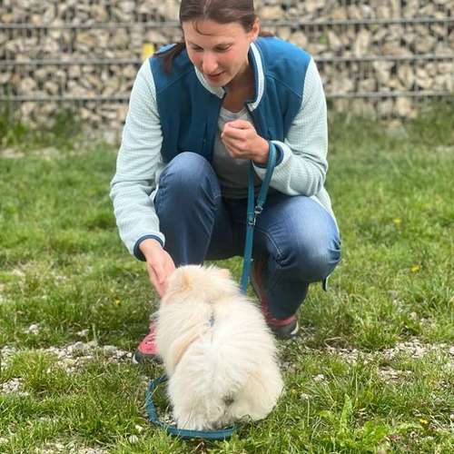 Hundeauslaufgebiet-DogRounder Hundetraining-Bild