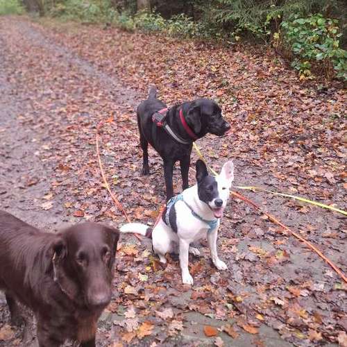 Hundeauslaufgebiet-Gassi-Service Fellnasenrunde-Bild