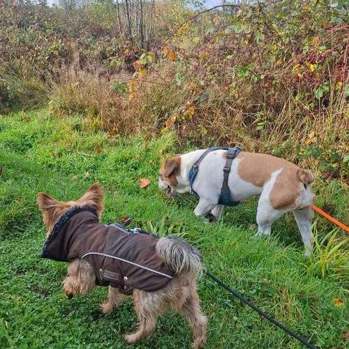 Hundeauslaufgebiet-Gassi-Service Fellnasenrunde-Bild