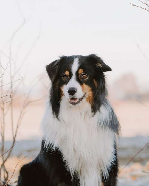 Hundeauslaufgebiet-Leos photo diaries Tierfotografie-Bild