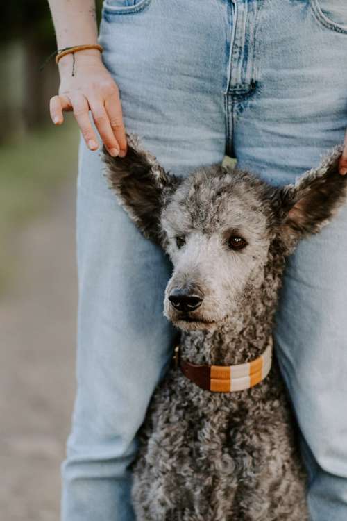 Hundeauslaufgebiet-Leos photo diaries Tierfotografie-Bild