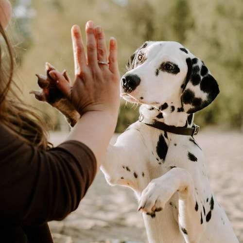 Hundeauslaufgebiet-Leos photo diaries Tierfotografie-Bild