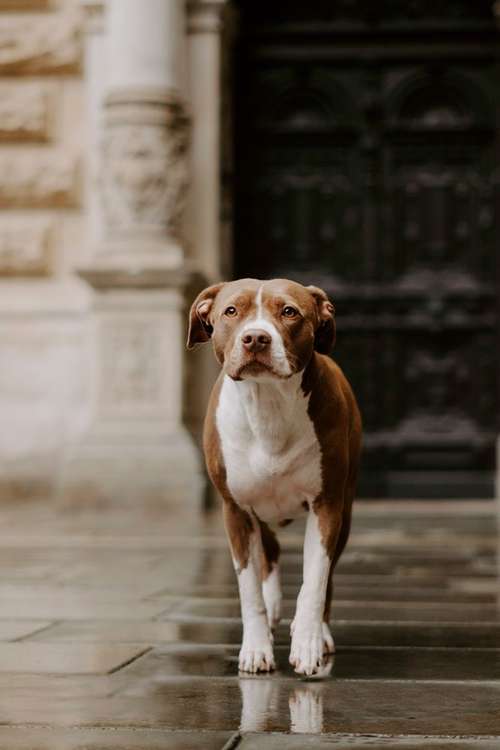 Hundeauslaufgebiet-Leos photo diaries Tierfotografie-Bild